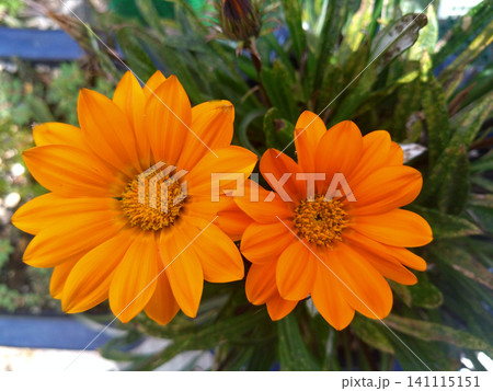 鮮やかなオレンジ色のジニアが並んで咲く夏の花 鮮やかなオレンジ色のジニアが並んで咲く夏の花 141115151