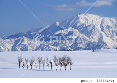 小千谷池ヶ原雪原のハサ木・越後三山雪景色 141115234