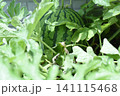 プランター栽培のスイカ 141115468