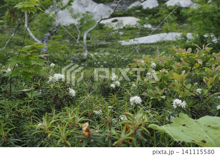 五色温泉園地のイソツツジの花 五色温泉園地のイソツツジの花 141115580