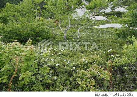 五色温泉園地の風景 五色温泉園地の風景 141115583