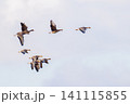 マガンの群れ 141115855