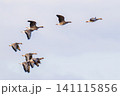 マガンの群れ 141115856