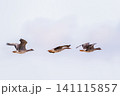 マガンの群れ 141115857