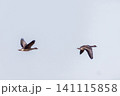 マガンの群れ 141115858
