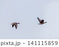 マガンの群れ 141115859