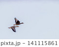 マガンの群れ 141115861