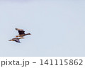 マガンの群れ 141115862