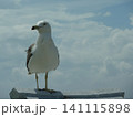 海辺のカモメ 141115898