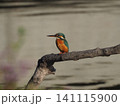 水辺のカワセミ 141115900