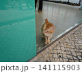 覗き込む猫 141115903