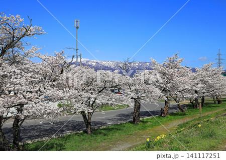 最上川堤防堤の千本桜 最上川堤防堤の千本桜 141117251