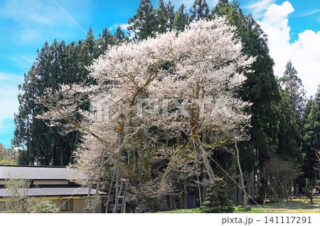 山形県草岡の大明神桜 山形県草岡の大明神桜 141117291