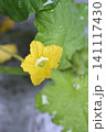 水滴のの溜まったメロンの花 141117430