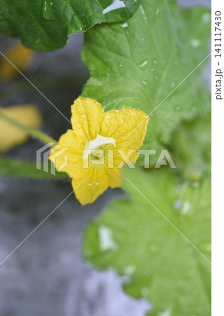 水滴のの溜まったメロンの花 水滴のの溜まったメロンの花 141117430