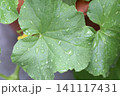 メロンの葉につく雫 141117431
