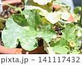 病気になったメロンの葉 141117432