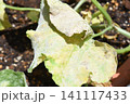 白くなったメロンの葉 141117433