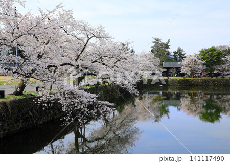 山形県米沢市の松が岬公園の桜 山形県米沢市の松が岬公園の桜 141117490
