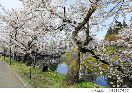 山形県米沢市の松が岬公園の桜 山形県米沢市の松が岬公園の桜 141117497
