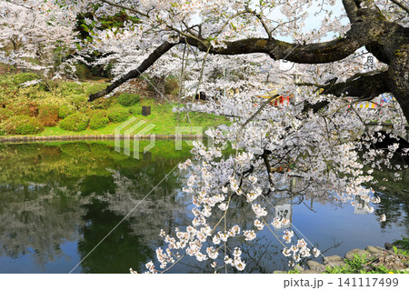 山形県米沢市の松が岬公園の桜 山形県米沢市の松が岬公園の桜 141117499