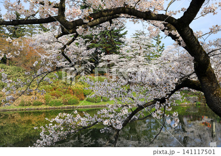 山形県米沢市の松が岬公園の桜 山形県米沢市の松が岬公園の桜 141117501