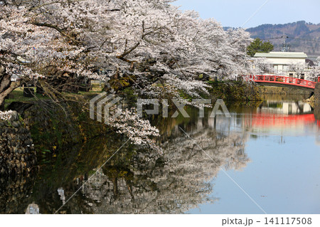 山形県米沢市の松が岬公園の桜 山形県米沢市の松が岬公園の桜 141117508