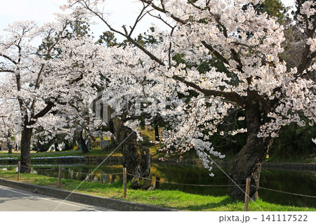 山形県米沢市の松が岬公園の桜 141117522