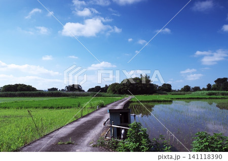 田園地帯の田舎道 田園地帯の田舎道 141118390