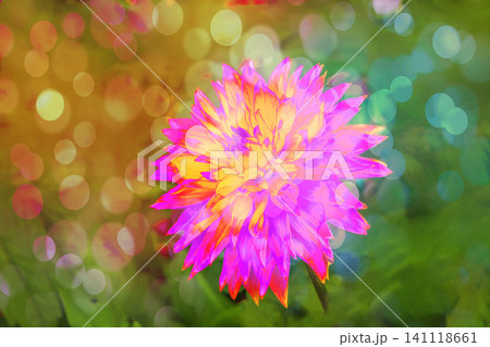 ダリアの花が咲いています ダリアの花が咲いています 141118661