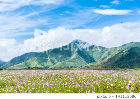 Vibrant cosmos flower field with green mountains and blue sky Vibrant cosmos flower field with green mountains and blue sky 141118696
