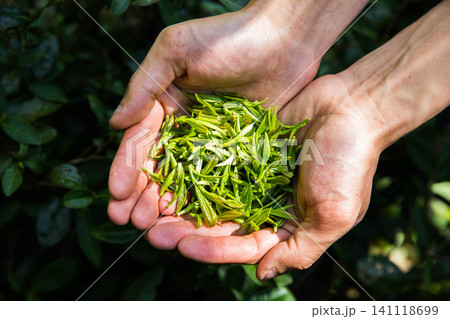 Hands holding fresh green tea leaves harvested in a plantation Hands holding fresh green tea leaves harvested in a plantation 141118699