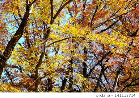 【神奈川県】紅葉した雑木林の木々 【神奈川県】紅葉した雑木林の木々 141118714