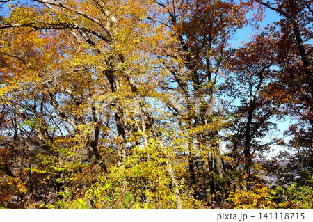 【神奈川県】紅葉した雑木の森 【神奈川県】紅葉した雑木の森 141118715