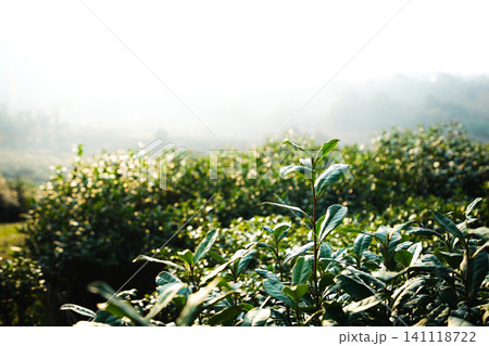 Close up of fresh green tea leaves in a misty mountain tea plantation Close up of fresh green tea leaves in a misty mountain tea plantation 141118722