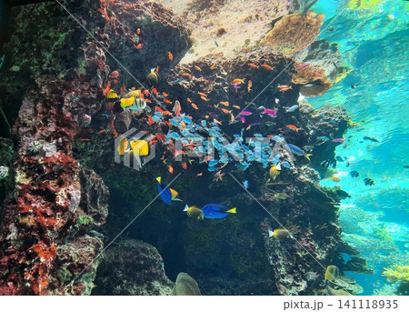 珊瑚礁と泳ぐ鮮やかな魚たち 珊瑚礁と泳ぐ鮮やかな魚たち 141118935