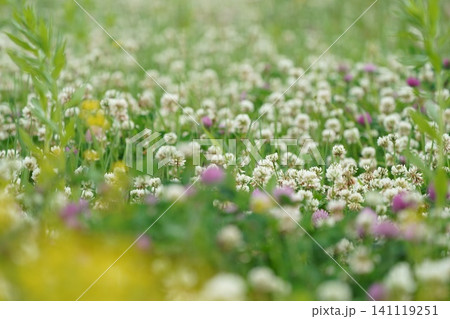 一面のシロツメクサの花 一面のシロツメクサの花 141119251