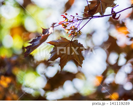 Tree branch with dark red leaves, Acer platanoides, the Norway maple Crimson King. Red Maple acutifoliate Crimson King, young plant with green background. Tree branch with dark red leaves, Acer platanoides, the Norway maple Crimson King. Red Maple acutifoliate Crimson King, young plant with green background. 141119289