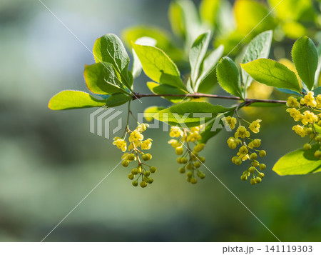 Bush of barberry in the spring with fresh green leaves and small yellow flowers. Branches of bushes with young leaves Bush of barberry in the spring with fresh green leaves and small yellow flowers. Branches of bushes with young leaves 141119303