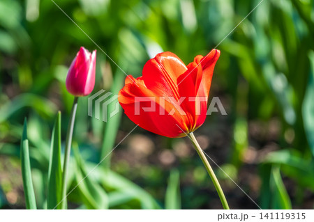 Colorful red tulips blossom in spring garden 141119315