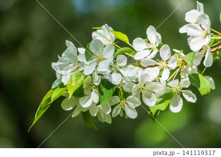 White blossoming apple trees in the sunset light. Spring season, spring colors. White blossoming apple trees in the sunset light. Spring season, spring colors. 141119317