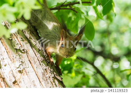 Young Squirrel sits on tree in summer. Eurasian red squirrel, Sciurus vulgaris. 141119323