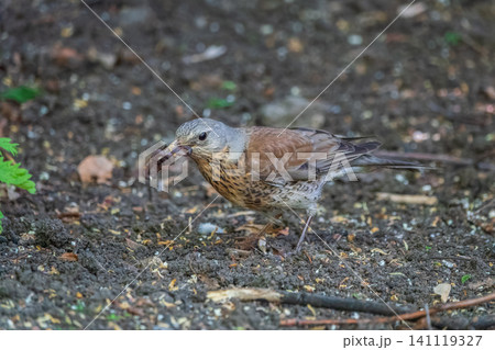 Wood bird Fieldfare, Turdus pilaris, on a sprng lawn. 141119327
