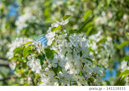White blossoming apple trees in the sunset light. Spring season, spring colors. 141119331