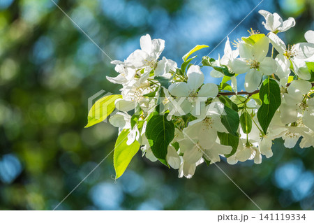 White blossoming apple trees in the sunset light. Spring season, spring colors. White blossoming apple trees in the sunset light. Spring season, spring colors. 141119334