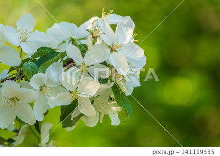 White blossoming apple trees in the sunset light. Spring season, spring colors. White blossoming apple trees in the sunset light. Spring season, spring colors. 141119335