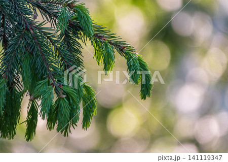 Closeup of fir branches with young buds. Spring nature concept. Fir branches with fresh shoots Closeup of fir branches with young buds. Spring nature concept. Fir branches with fresh shoots 141119347