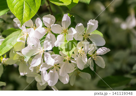 White blossoming apple trees in the sunset light. Spring season, spring colors. White blossoming apple trees in the sunset light. Spring season, spring colors. 141119348