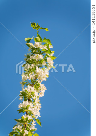 Apple tree branches with white flowers on a background of blue clear sky. Apple tree branches with white flowers on a background of blue clear sky. 141119351