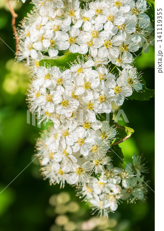 Beautiful white flowers Spirea aguta or Brides wreath. 141119355